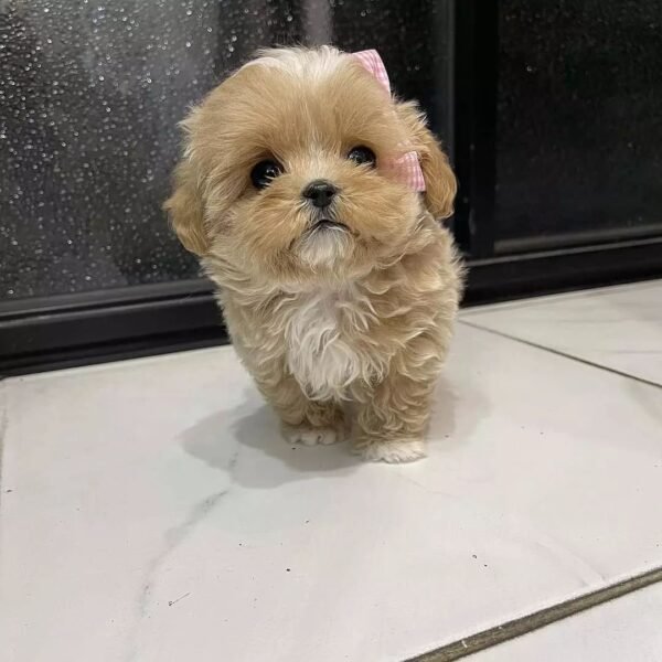 Bailey