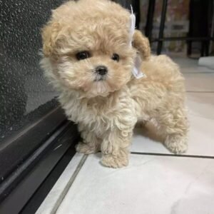 Bruno