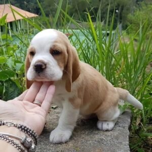 Cooper