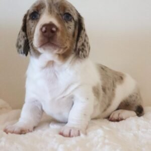 Molly