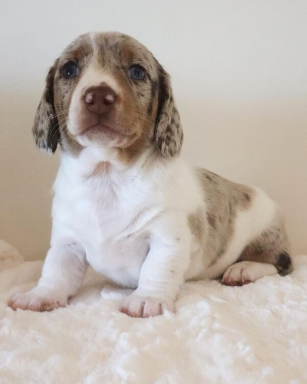 Molly