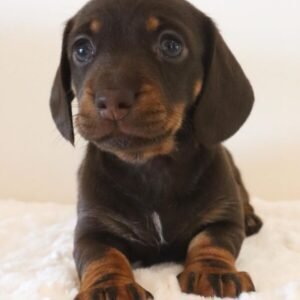 Roxie