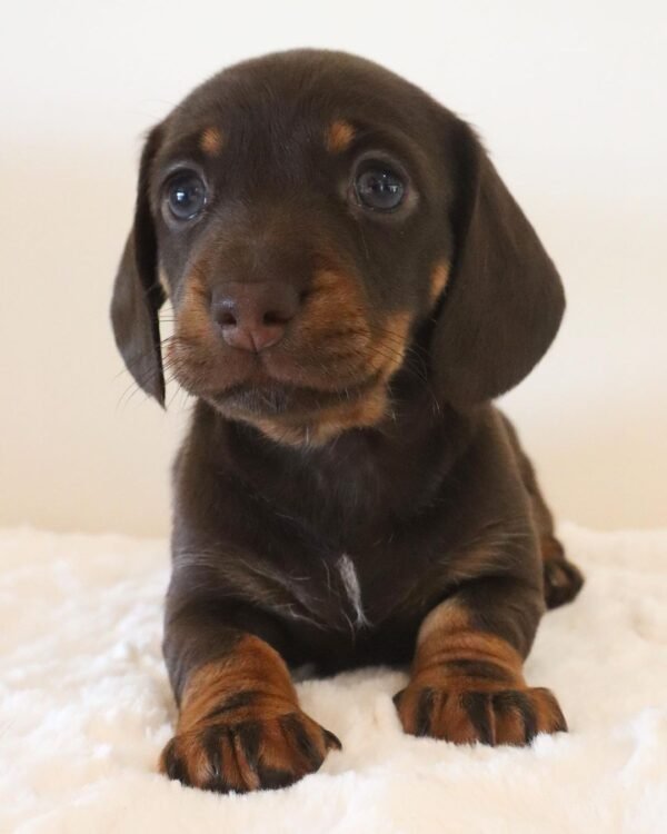 Roxie