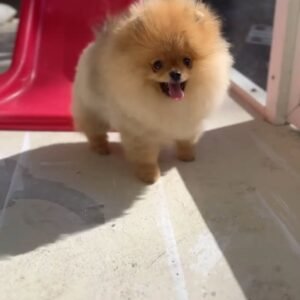 Canela