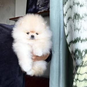 Oso
